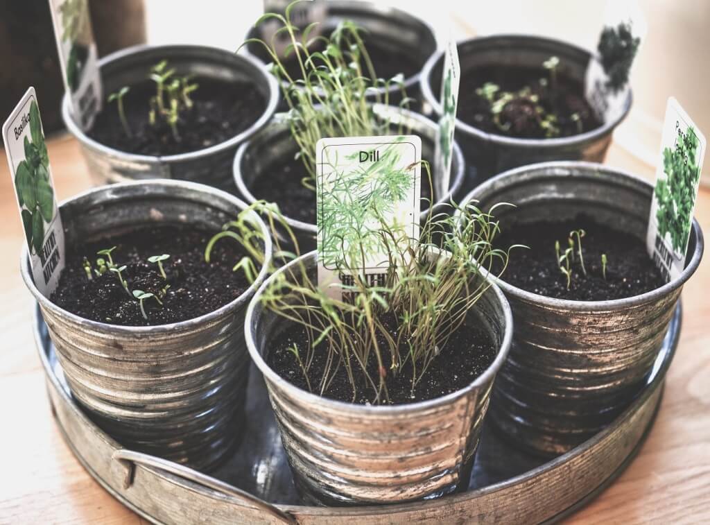 Easiest Herbs For Indoor Garden