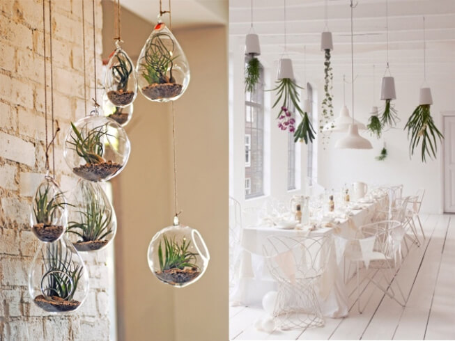 Hanging Plants That Flourish Indoors