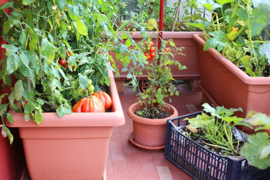 Easy To Grow Vegetable Garden