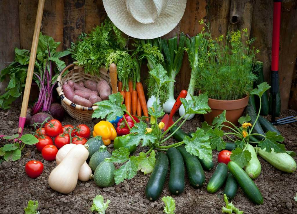 Easy To Grow Plants For Vegetable Garden