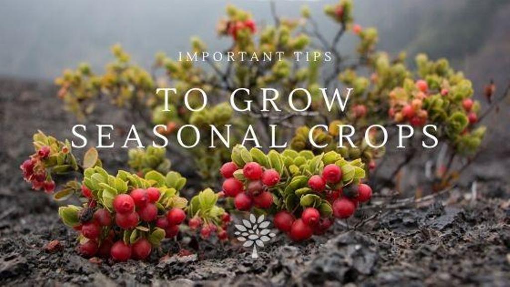 Growing Seasonal Crops