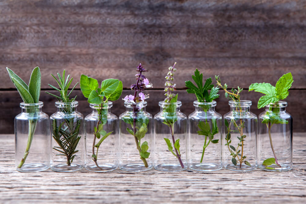 Hydroponic Plants To Grow In Your Indoor Garden