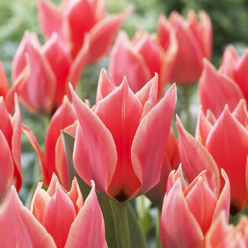 12 Different Types of Tulip Flowers To Grow In Your Homes