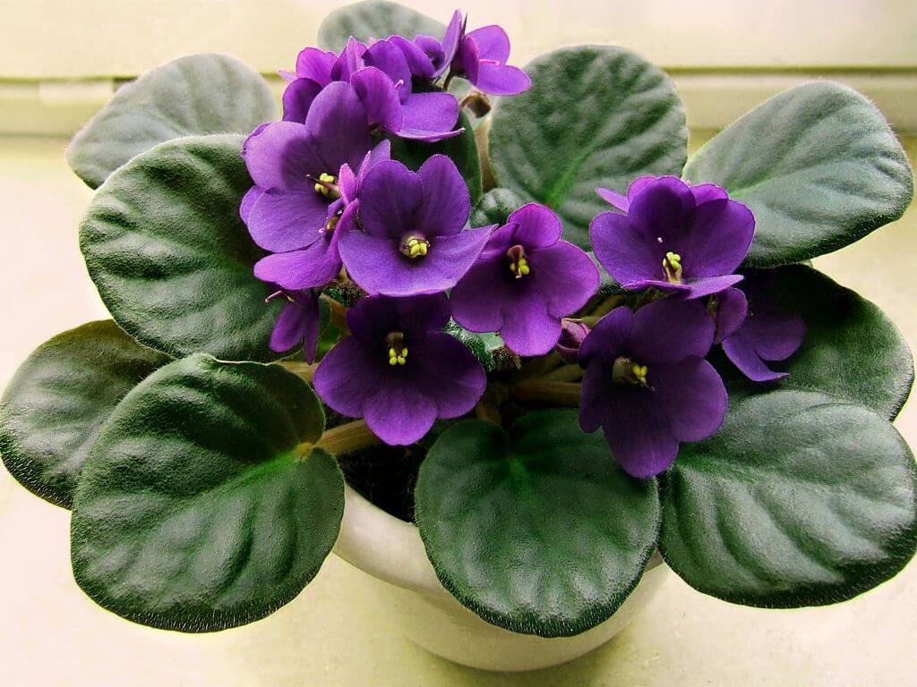 Lovely Blooming African Violets