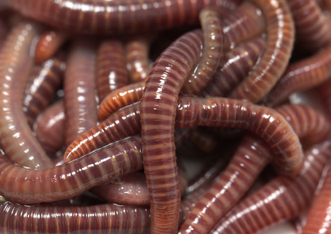 Why Should You Order Live Red Wiggler Worms Online?