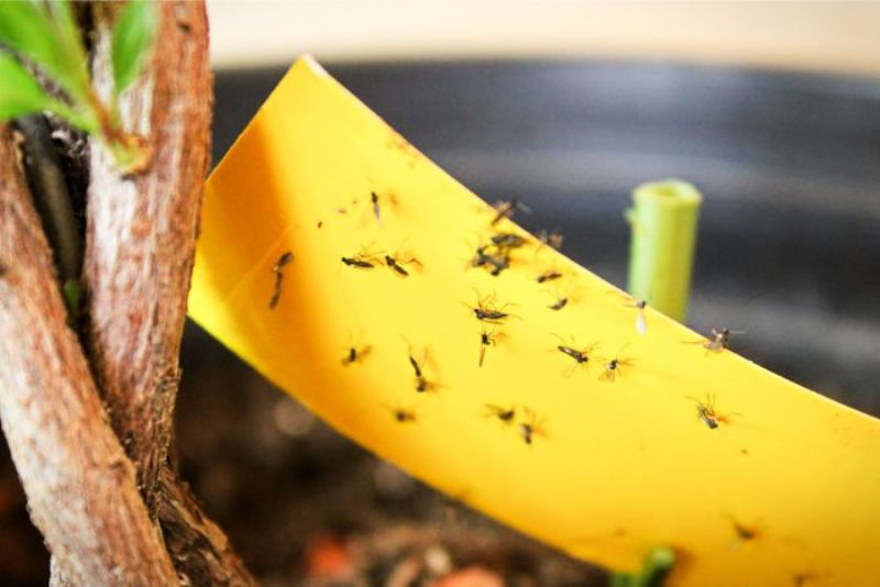Deal with Fungus Gnats on Plants