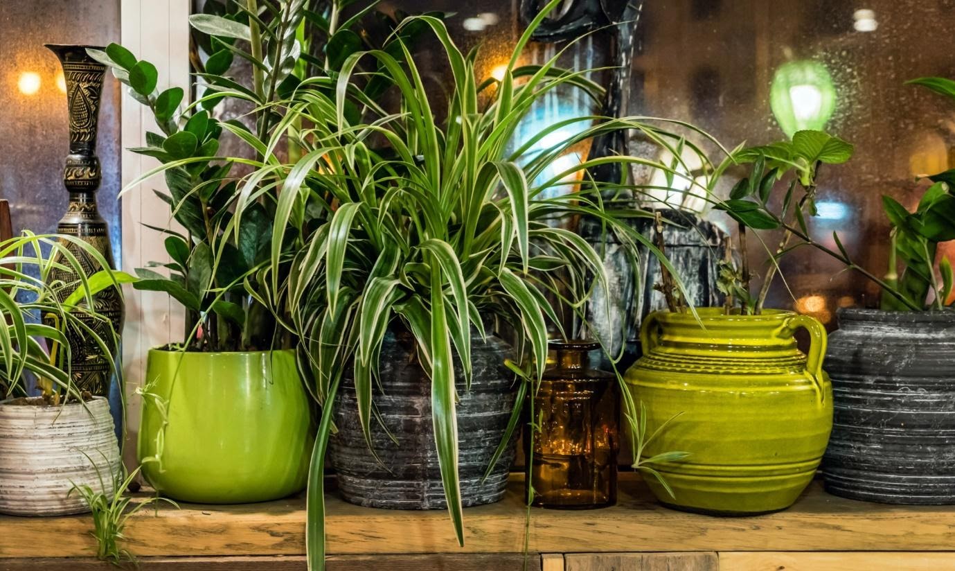 Learn How to Keep Bugs Out of Indoor Plants With These 10 Tips!