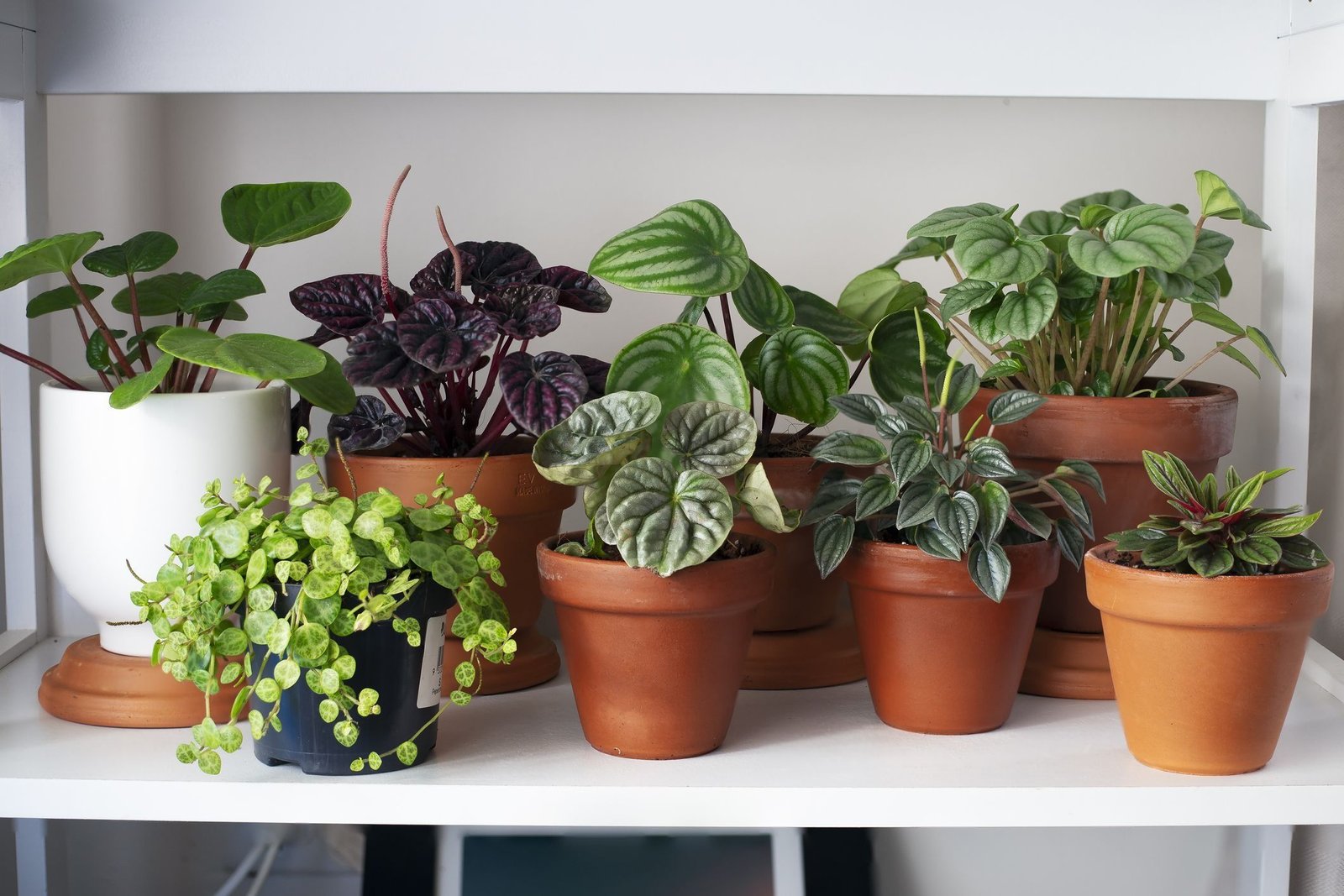 8 Best Houseplants for Beginners Latest Home & Garden